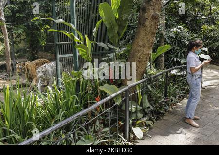 Ein Besucher trägt während der neuen Normalzeit am 11 2020. Juli im wiedereröffnen Bali Zoo, Bali, Indonesien, eine Maske. Die Regierung hat den Tourismus und den öffentlichen Raum schrittweise durch die Anwendung von Gesundheitsprotokollen eröffnet, um die Ausbreitung der Coronavirus-Krankheit zu verhindern (Covid-19). Die erste Etappe ist für den lokalen Tourismus geöffnet und soll am 2020. September für den internationalen Tourismus eröffnet werden. (Foto von Johanes Christo/NurPhoto) Stockfoto