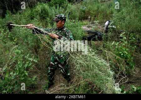 Gemeinsamer Apparat des Nationalen Betäubungsmittelausschusses der Republik Indonesien (BNN), der indonesischen Nationalarmee, der Polizei und der Provinzregierungen zur Zerstörung von Marihuanaplantagen in Aceh Besar, Dorf Lamreh, Provinz Aceh, Juli, 15,2020. Die National Narcotics Agency fand ein 1,5 Hektar großes Marihuana-Feld mit schätzungsweise 60 Stielen mit einer Höhe von 1,5 und 2,5 Metern, An den Hängen des Lamreh-Hügels, der im Jahr 2020 vom Nationalen Betäubungsmittelausschuss der Republik Indonesien (BNN) von Januar bis Juli 4-Punkte-Marihuanaland in der Provinz Aceh zerstört hatte. (Foto von Dasril Roszandi/NurPhoto) Stockfoto