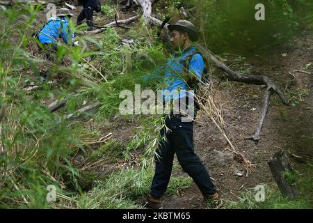 Gemeinsamer Apparat des Nationalen Betäubungsmittelausschusses der Republik Indonesien (BNN), der indonesischen Nationalarmee, der Polizei und der Provinzregierungen zur Zerstörung von Marihuanaplantagen in Aceh Besar, Dorf Lamreh, Provinz Aceh, Juli, 15,2020. Die National Narcotics Agency fand ein 1,5 Hektar großes Marihuana-Feld mit schätzungsweise 60 Stielen mit einer Höhe von 1,5 und 2,5 Metern, An den Hängen des Lamreh-Hügels, der im Jahr 2020 vom Nationalen Betäubungsmittelausschuss der Republik Indonesien (BNN) von Januar bis Juli 4-Punkte-Marihuanaland in der Provinz Aceh zerstört hatte. (Foto von Dasril Roszandi/NurPhoto) Stockfoto