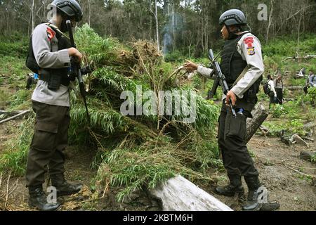 Gemeinsamer Apparat des Nationalen Betäubungsmittelausschusses der Republik Indonesien (BNN), der indonesischen Nationalarmee, der Polizei und der Provinzregierungen zur Zerstörung von Marihuanaplantagen in Aceh Besar, Dorf Lamreh, Provinz Aceh, Juli, 15,2020. Die National Narcotics Agency fand ein 1,5 Hektar großes Marihuana-Feld mit schätzungsweise 60 Stielen mit einer Höhe von 1,5 und 2,5 Metern, An den Hängen des Lamreh-Hügels, der im Jahr 2020 vom Nationalen Betäubungsmittelausschuss der Republik Indonesien (BNN) von Januar bis Juli 4-Punkte-Marihuanaland in der Provinz Aceh zerstört hatte. (Foto von Dasril Roszandi/NurPhoto) Stockfoto