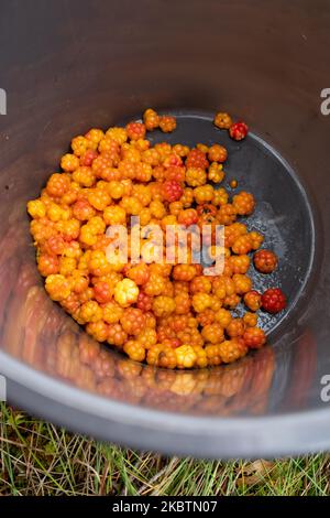 Frisch gepflückte, reife Cloudberries im Eimer während der Sommersaison in Nordeuropa Stockfoto