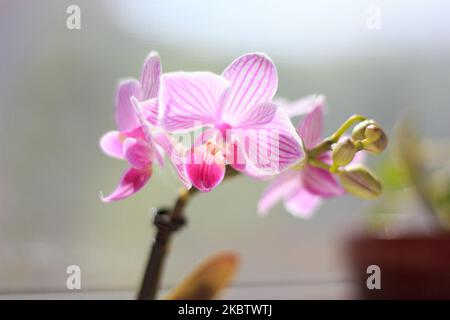 Schöne palaenopsis Mini Orchidee auf einem Fenster Stockfoto