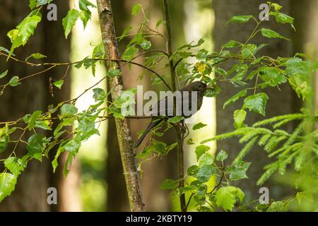 Turdus Merula, ein junger Amsel, auf einem kleinen Baum in einem sommerlichen borealen Wald in Estland Stockfoto