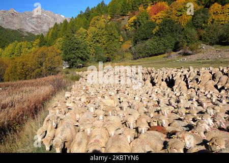 Eine Herde Schafe in Vallee de la Claree (Tal der Claree) oberhalb des Dorfes Nevache, Hautes Alpes (Französische Südalpen), Frankreich, mit Herbstfarben Stockfoto