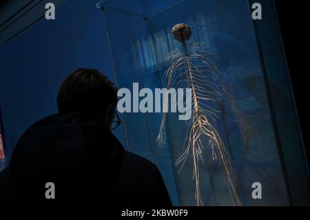 Italien. 04.. November 2022. Mailand, Italien - 4. November 2022: Ein Besucher blickt auf die Körperwelten ? Die Ausstellung Rhythm of Life, kuratiert von Plastinator Dr. Gunther von Hagens und Kuratorin Dr. Angelina Whalley, zeigt reale Exemplare, die die Komplexität, Widerstandsfähigkeit und Verletzlichkeit des menschlichen Körpers demonstrieren. (Foto: Piero Cruciatti/Sipa USA) Quelle: SIPA USA/Alamy Live News Stockfoto