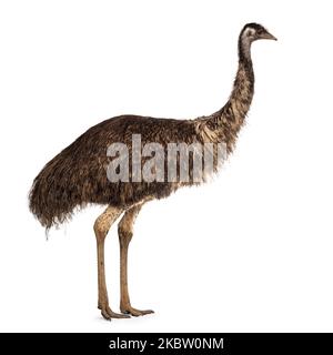 Ausgewachsener emu-Vogel alias Dromaius novaehollandiae, Seitenwege stehend. Isoliert auf weißem Hintergrund. Stockfoto