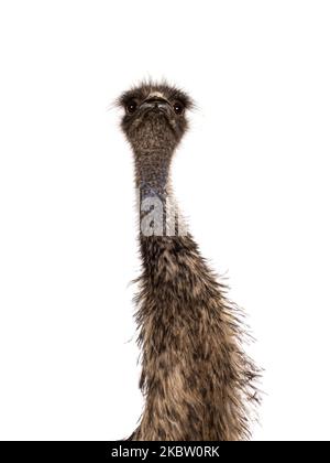 Kopfaufnahme des Emu-Vogels aka Dromaius novaehollandiae. Blick auf die Kamera. Isoliert auf weißem Hintergrund. Stockfoto