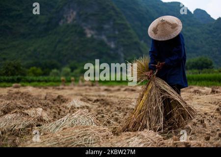 Guilin, China, den 1. August 2011. Ein Bauer erntet sein Feld in der Autonomen Region Guangxi Zhuang. Es ist eines der beliebtesten Touristenziele Chinas. (Foto von Emeric Fohlen/NurPhoto) Stockfoto