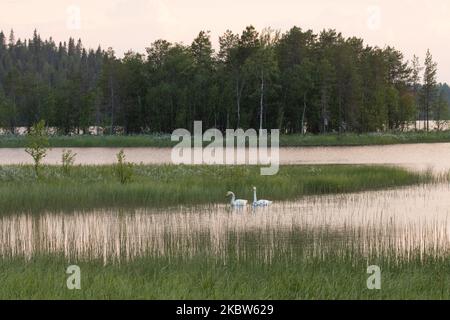 Die Keuchschwanenfamilie in einer Seenumgebung während eines wunderschönen und ruhigen Sommerabends in Nordfinnland Stockfoto