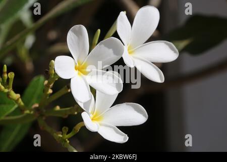 Plumeria (Frangipani) blüht am 12. Februar 2020 in Padmanabhapuram, Tamil Nadu, Indien. (Foto von Creative Touch Imaging Ltd./NurPhoto) Stockfoto