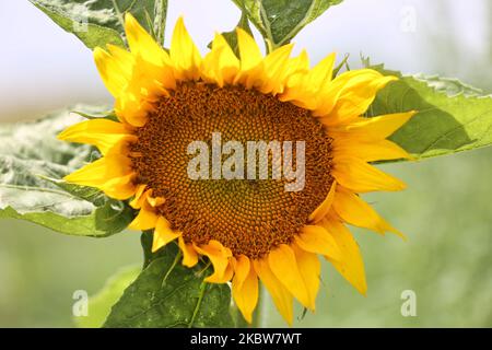 Sonnenblumenfeld auf einer Farm in Whitchurch-Stouffville, Ontario, Kanada, am 25. Juli 2020. (Foto von Creative Touch Imaging Ltd./NurPhoto) Stockfoto