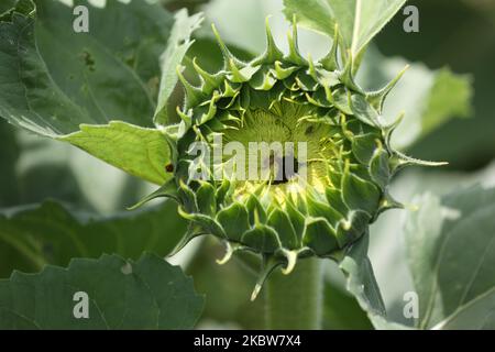 Sonnenblumenfeld auf einer Farm in Whitchurch-Stouffville, Ontario, Kanada, am 25. Juli 2020. (Foto von Creative Touch Imaging Ltd./NurPhoto) Stockfoto