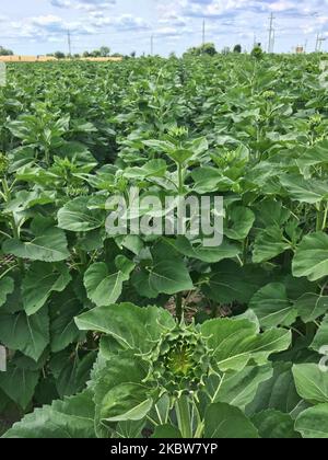 Sonnenblumenfeld auf einer Farm in Whitchurch-Stouffville, Ontario, Kanada, am 25. Juli 2020. (Foto von Creative Touch Imaging Ltd./NurPhoto) Stockfoto