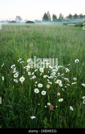 Eine Gruppe von Oxeye-Gänseblümchen, Leucanthemum vulgare, die an einem Sommermorgen in Estland auf einer üppigen Wiese blühen Stockfoto