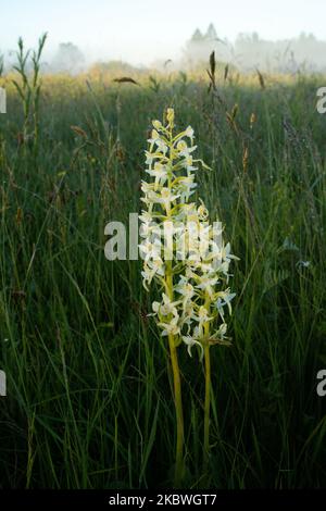 Blühende große Schmetterlingsorchidee in ihrem Lebensraum während eines wunderschönen Morgens auf einer sommerlichen Wiese in Estland Stockfoto