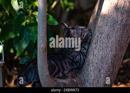 Eine junge streunende Katze, die am 19. Juli 2020 in Nea Artaki, Griechenland, auf einen Baum klettert. (Foto von Wassilios Aswestopoulos/NurPhoto) Stockfoto