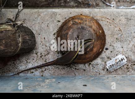 Ein wild gekielter indischer Mabuya oder „Golden Skink“ ist am 3. August 2020 versehentlich in ein Haus in Tehatta, Nadia, Westbengalen, Indien, eingedrungen. (Foto von Soumyabrata Roy/NurPhoto) Stockfoto