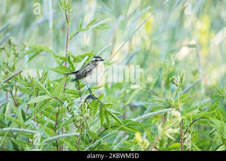 European songbird Whinchat, Saxicola rubetra hoch oben auf der Vegetation an einem Sommermorgen in Estland Stockfoto