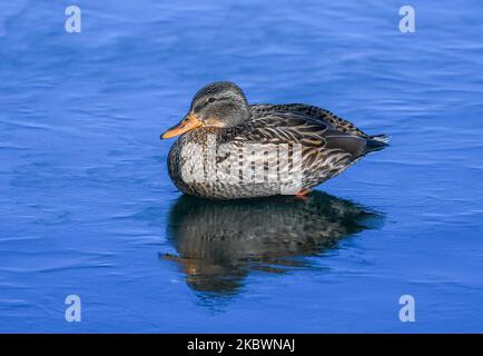 Ein typisch düsterer weiblicher Mallard sieht wunderschön aus, als er auf dem blauen Eis eines Colorado Sees ruht. Stockfoto