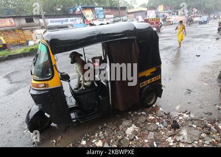 Ein Hund nimmt während der heftigen Regenfälle in Mumbai, Indien, am 05. August 2020 Schutz in einer Auto-Rikscha. (Foto von Himanshu Bhatt/NurPhoto) Stockfoto