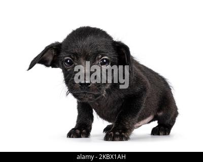 Niedliche schwarze streunende Hund Welpen, stehend Seitenwege. Neugierig auf die Kamera schauen. Isoliert auf weißem Hintergrund. Stockfoto