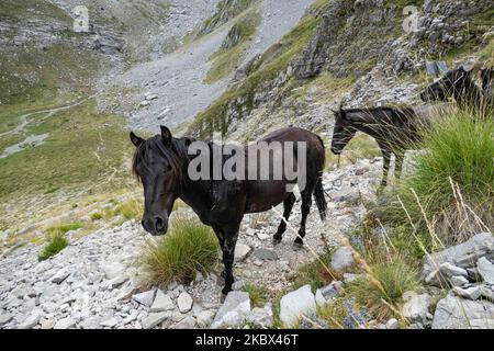 Eine Herde von Wildpferden in einer Linie auf einem Pfad, der wie in einer Höhe von 1800m. Über dem Meeresspiegel gesehen vorbeiführt. Die Gruppe der schönen Säugetiere befand sich zwischen den Gipfeln der Astraka- und Tymfi- oder Gamila-Berge im Vikos-Aoos-Nationalpark in der Epirus-Region. Der Vikos-Aoos Nationalpark bewahrt eines der reichsten Berg- und Waldökosysteme in Bezug auf die Artenvielfalt in Griechenland und ist Teil des ökologischen Netzwerks Natura 2000 und eines der UNESCO-Geoparks in einer Höhe von 550 bis 2.497 Metern am 10. August 2020 in Epirus, Griechenland. (Foto von Nicolas Economou/NurPhoto) Stockfoto