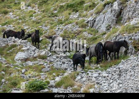 Eine Herde von Wildpferden in einer Linie auf einem Pfad, der wie in einer Höhe von 1800m. Über dem Meeresspiegel gesehen vorbeiführt. Die Gruppe der schönen Säugetiere befand sich zwischen den Gipfeln der Astraka- und Tymfi- oder Gamila-Berge im Vikos-Aoos-Nationalpark in der Epirus-Region. Der Vikos-Aoos Nationalpark bewahrt eines der reichsten Berg- und Waldökosysteme in Bezug auf die Artenvielfalt in Griechenland und ist Teil des ökologischen Netzwerks Natura 2000 und eines der UNESCO-Geoparks in einer Höhe von 550 bis 2.497 Metern am 10. August 2020 in Epirus, Griechenland. (Foto von Nicolas Economou/NurPhoto) Stockfoto