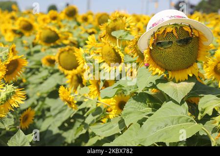 Hut und Sonnenbrille auf einer Sonnenblume (Helianthus annuus) in einem Sonnenblumenfeld in Stouffville, Ontario, Kanada, am 15. August 2020. (Foto von Creative Touch Imaging Ltd./NurPhoto) Stockfoto