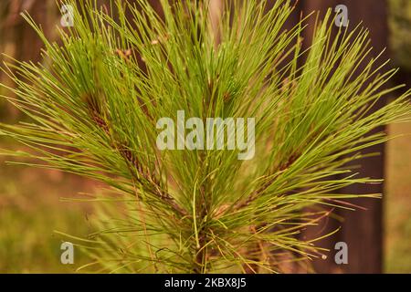 Nahaufnahme der grünen Pflanze Stockfoto