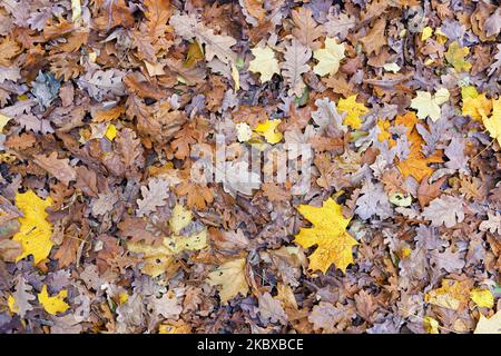 Schöner natürlicher Hintergrund und Textur von herbstlichen Eichenholz- und Ahornblättern in Braun und Gelb. Stockfoto