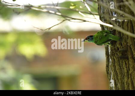 Blaukehlbarbet (Psilopogon asiaticus) im Baum während der anhaltenden Verbotssperre als Besorgnis über die Ausbreitung des Corona Virus (COVID-19) in Kirtipur, Kathmandu, Nepal am Sonntag, 23. August 2020. (Foto von Narayan Maharjan/NurPhoto) Stockfoto