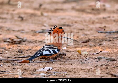 African Hoopoe, Kruger NP, Südafrika Stockfoto