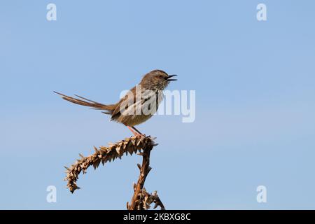 Karoo Prinia Vogel zwitschert auf Aloe-Blütenstiel (Prinia maculosa) Stockfoto