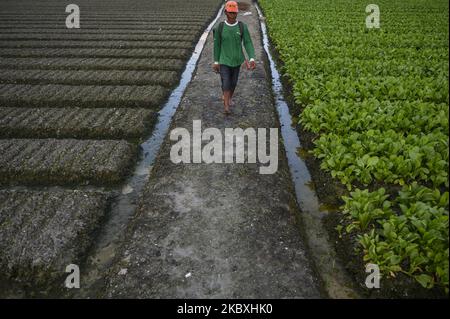 Ein Bauer geht auf dem Damm, nachdem er am 25. August 2020 flüssiges organisches Düngemittel auf ein Gemüse gesprüht hat, das er gerade im Dorf Sunju, Sigi Regency, Provinz Zentral-Sulawesi, Indonesien, gepflanzt hat. Landwirte in der Region verwenden flüssige organische Düngemittel, um die Bildung von Blattchlorophyll und die Bildung von Wurzelknollen zu fördern und zu erhöhen, die die Produktivität von Gemüsepflanzen steigern können. Die lokale Regierung ermutigt die Landwirte, ihre Produktion zu erhöhen, um die Ernährungssicherheit angesichts der COVID-19-Pandemie zu unterstützen. (Foto von Basri Marzuki/NurPhoto) Stockfoto