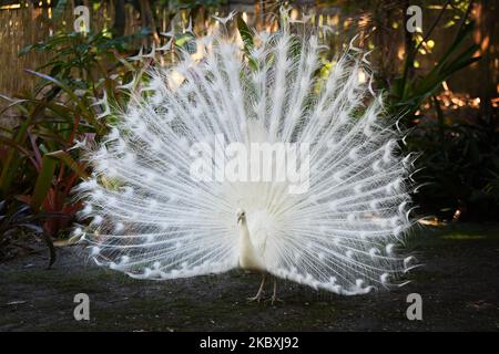 Schöner weißer Pfau mit einer auffälligen Ausstellung Stockfoto