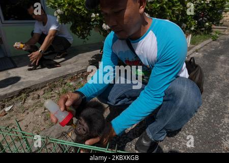 Ein Siamang (Symphalangus syndactylus), ein arborealer, schwarz-furnierter Gibbon, der sich von seiner Mutter getrennt hatte und am 27. August 2020 im Riau Natural Resources Conservation Centre in Pekanbaru, Indonesien, betreut wurde. (Foto von Afrianto Silalahi/NurPhoto) Stockfoto