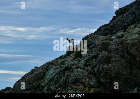 Iberische Ziege fotografiert in Sierra de Gredos, Spanien, 26. August 2020. Die iberische Bergziege oder Steinbock ist eine der in Europa lebenden Rinderarten des Geschlechts Capra. Sie bewohnen sowohl Wälder als auch krautige Gebiete in Berggebieten zwischen 500 und 2500 Metern über dem Meeresspiegel. Die meisten dieser Tiere sind in der Sierra Nevada, Gredos, Cuenca, Madrona, Mágina, Cazorla, Guadarrama und andere. (Foto von Jorge Mantilla/NurPhoto) Stockfoto