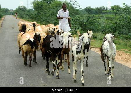 Indian Shepherd Schafe am Stadtrand Dorf Sambhar, im indischen Bundesstaat Rajasthan, am 30. August 2020. (Foto von Himanshu Sharma/NurPhoto) Stockfoto