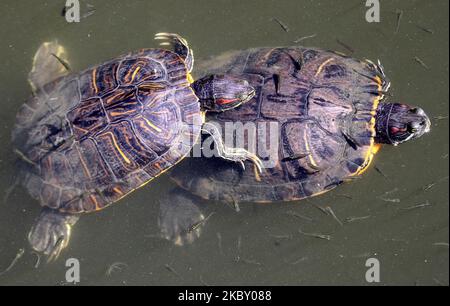 Zunehmende Ankunft von Schildkröten an der Küste von Barcelona, selbst in den bevölkerungsreichsten Gebieten. Das Llobregat-Delta ist eines seiner Lieblingsgebiete, am 01.. September 2020 in Barcelona. (Foto von Joan Valls/Urbanandsport/NurPhoto) Stockfoto