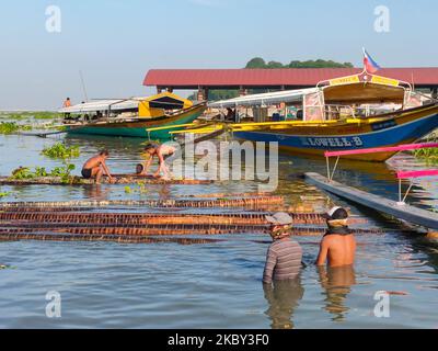 Eine Gruppe von Pförtnerinnen in Binangonan, Rizal, entlädt am 4. September 2020 die 190 Stämme von Anahaw-Bäumen aus der Provinz Quezon für Fischställe und ist bereit, sie in einem der Fischteiche in Laguna Bay zu installieren. Der Auftragnehmer sagte, dass es 5 Jahre dauerte, bevor der Anahaw-Baum zu wachsen, und er fügte hinzu, dass die Stämme, die sie bekamen, sind gesetzlich erlaubt von DENR. (Foto von Ryan Eduard Benaid/NurPhoto) Stockfoto