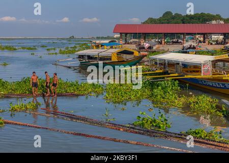 Eine Gruppe von Pförtnerinnen in Binangonan, Rizal, entlädt am 4. September 2020 die 190 Stämme von Anahaw-Bäumen aus der Provinz Quezon für Fischställe und ist bereit, sie in einem der Fischteiche in Laguna Bay zu installieren. Der Auftragnehmer sagte, dass es 5 Jahre dauerte, bevor der Anahaw-Baum zu wachsen, und er fügte hinzu, dass die Stämme, die sie bekamen, sind gesetzlich erlaubt von DENR. (Foto von Ryan Eduard Benaid/NurPhoto) Stockfoto