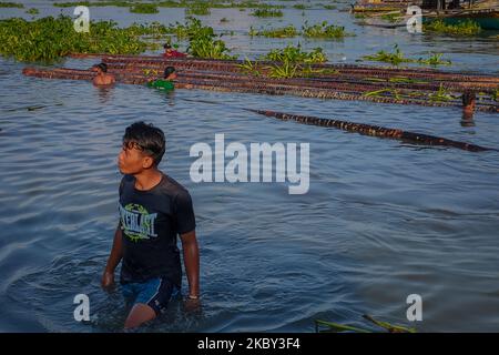 Eine Gruppe von Pförtnerinnen in Binangonan, Rizal, entlädt am 4. September 2020 die 190 Stämme von Anahaw-Bäumen aus der Provinz Quezon für Fischställe und ist bereit, sie in einem der Fischteiche in Laguna Bay zu installieren. Der Auftragnehmer sagte, dass es 5 Jahre dauerte, bevor der Anahaw-Baum zu wachsen, und er fügte hinzu, dass die Stämme, die sie bekamen, sind gesetzlich erlaubt von DENR. (Foto von Ryan Eduard Benaid/NurPhoto) Stockfoto