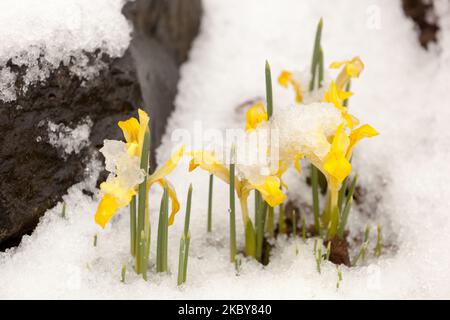 Iris Winterfrost Iris reticulata 'Sunshine' Irises bedeckt Schnee Zwergpflanze auf Steingarten Stockfoto