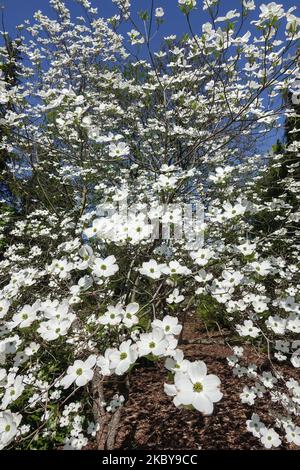 Eastern Dogwood, Cornus florida Tree, Blühendes Dogwood, Cornus Tree blühende weiße Blüten im Frühling Stockfoto