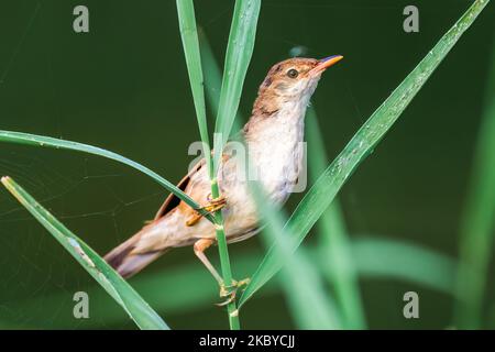 Eine schöne Aufnahme von Eurasischen Schilfrohrsänger (Acrocephalus scirpaceus), der auf einem Schilfstiel in Reedbeds sitzt Stockfoto