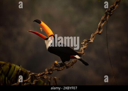 Die Auswirkungen auf die Tiere in Pocone, Mato Grosso, Brasilien, am 24. August 2020. Toucan ernährt sich von Früchten, die in einem Gasthaus bei km 110 der Transpantaneira-Autobahn angeboten werden, dessen Feuer alles in der Umgebung verzehrte, zusammen mit den Bränden, die bereits mehr als 16,500 Quadratkilometer des brasilianischen Pantanal, des brasilianischen Pantanal, verbrannt haben - einer der größten tropischen Auen der Welt - Leidet seit Ende Juli unter den schlimmsten Waldbränden in der registrierten Geschichte. Mehr als 12% oder 16,500 Quadratkilometer (fast die Größe von Kuweit) sind bereits verbrannt, und die Situation könnte sich erst im Oktober, wenn ich, verbessern Stockfoto