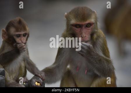 Affen, die Nahrungsmittel essen, bieten Menschen während der Sperrung der Verbotsordnung im Kathmandu-Tal an, da die Zahl der COVID-19-Fälle in Kathmandu, Nepal, am Mittwoch, 09. September 2020, rapide ansteigt. (Foto von Narayan Maharjan/NurPhoto) Stockfoto