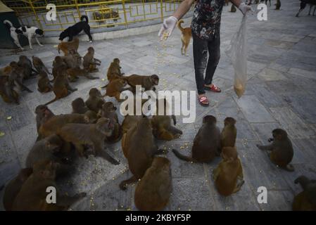 Ein nepalesisches Volk füttert Affen während der Sperrung der Verbotsordnung im Kathmandu-Tal, aufgrund der rapiden Zunahme der COVID-19-Fälle in Kathmandu, Nepal, am Mittwoch, dem 09. September 2020. (Foto von Narayan Maharjan/NurPhoto) Stockfoto