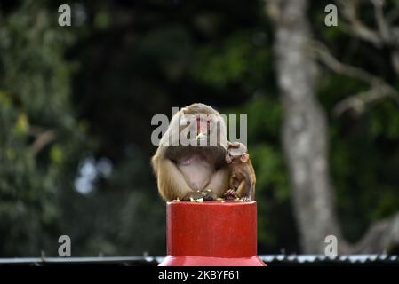 Affen, die Nahrungsmittel essen, bieten Menschen während der Sperrung der Verbotsordnung im Kathmandu-Tal an, da die Zahl der COVID-19-Fälle in Kathmandu, Nepal, am Mittwoch, 09. September 2020, rapide ansteigt. (Foto von Narayan Maharjan/NurPhoto) Stockfoto