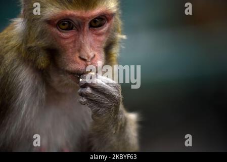 Affen, die Nahrungsmittel essen, bieten Menschen während der Sperrung der Verbotsordnung im Kathmandu-Tal an, da die Zahl der COVID-19-Fälle in Kathmandu, Nepal, am Mittwoch, 09. September 2020, rapide ansteigt. (Foto von Narayan Maharjan/NurPhoto) Stockfoto